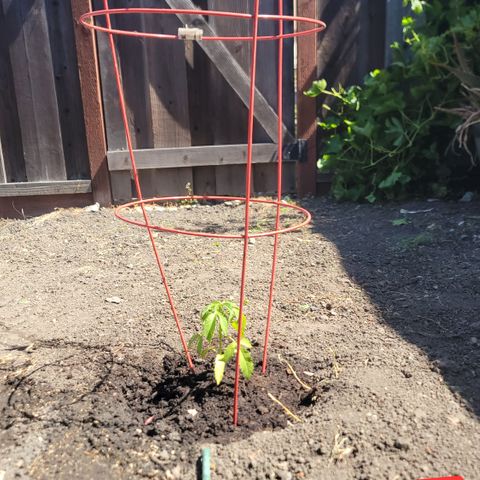 005: "Azul" growlog photo: Transplanted into ground soil
