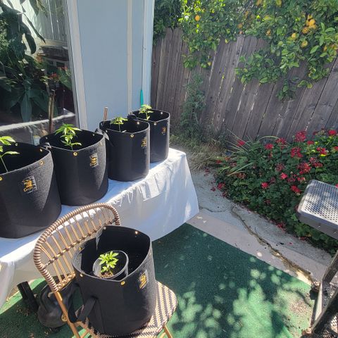 009: "OG Hella Jelly #1" growlog timeline photo