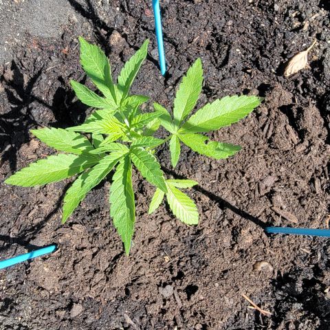 003: "Mike #2 (Right seed)  growlog timeline photo