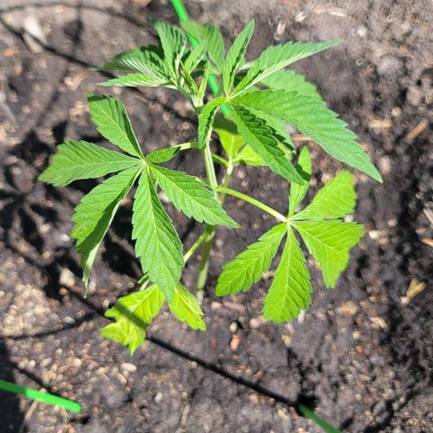 002: "Raul" growlog timeline photo