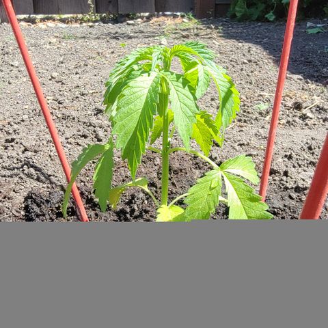 005: "Azul" growlog photo: Transplanted into ground soil