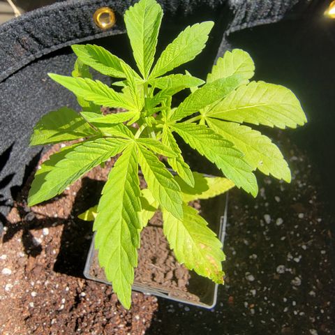 007: "Hella Jelly P5 #1" or AZUL?? growlog timeline photo