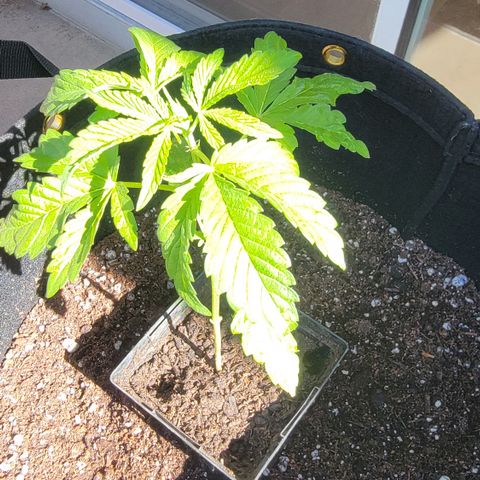 010: "OG Hella Jelly #2" growlog timeline photo