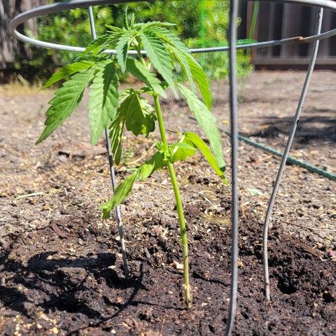 001: "Who Knows" growlog timeline photo