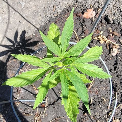 004: "Mike #1 (Left Seed)" growlog timeline photo