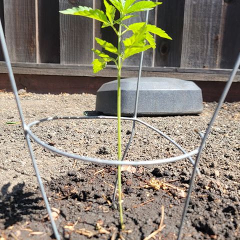 004: "Mike #1 (Left Seed)" growlog timeline photo