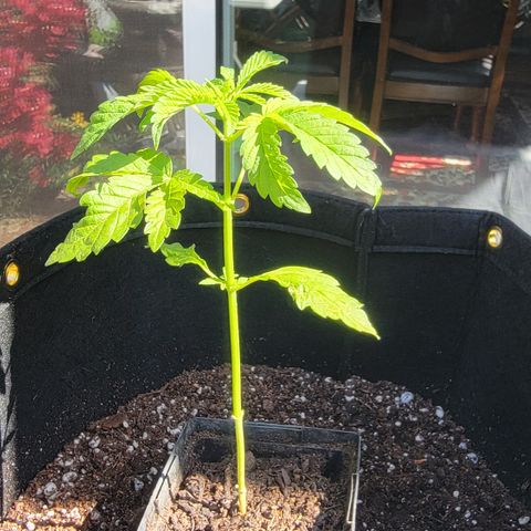 010: "OG Hella Jelly #2" growlog timeline photo