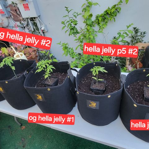 005: "Azul" growlog photo: Happy frog transplanting soil came in. 
Preparing plants for transplanting into 7gal grow bags