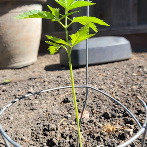 004: "Mike #1 (Left Seed)" growlog timeline photo