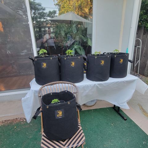 005: "Azul" growlog photo: Happy frog transplanting soil came in. 
Preparing plants for transplanting into 7gal grow bags