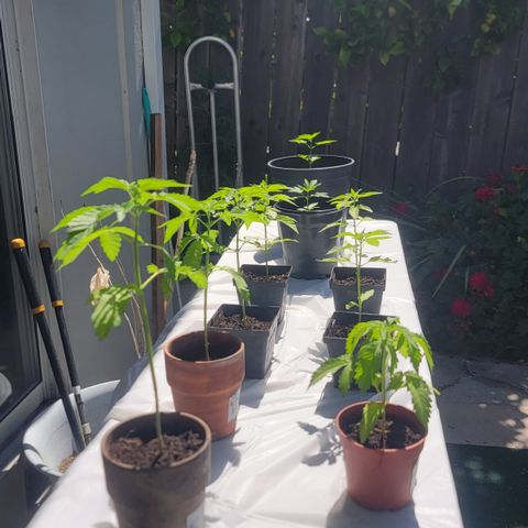 005: "Azul" growlog timeline photo