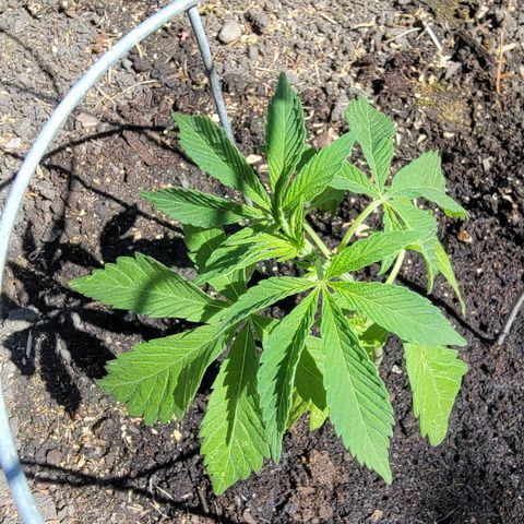 001: "Who Knows" growlog timeline photo