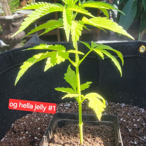 009: "OG Hella Jelly #1" growlog timeline photo