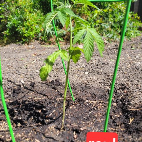 002: "Raul" growlog timeline photo