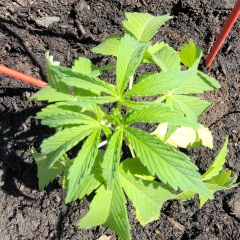 005: "Azul" growlog photo: Transplanted into ground soil