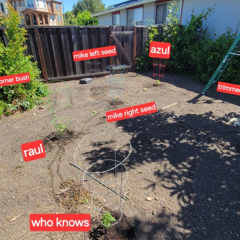 005: "Azul" growlog timeline photo