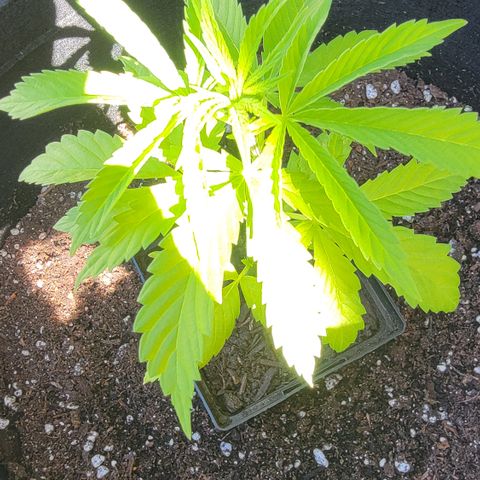 009: "OG Hella Jelly #1" growlog timeline photo
