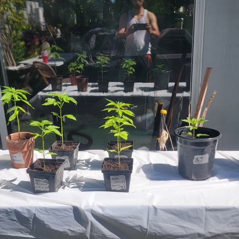 005: "Azul" growlog timeline photo