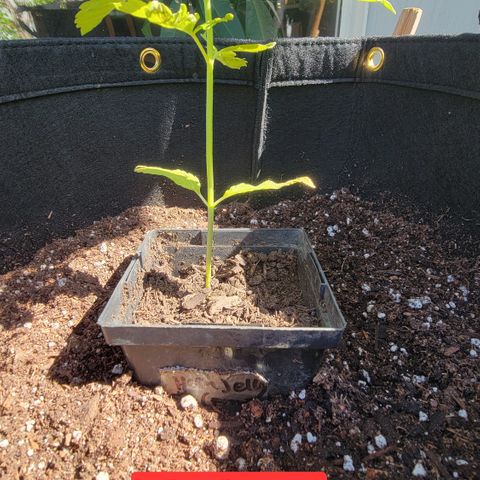 008: "Hella Jelly P5 #2"  growlog timeline photo