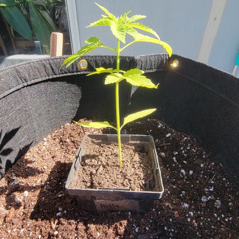 007: "Hella Jelly P5 #1" or AZUL?? growlog timeline photo