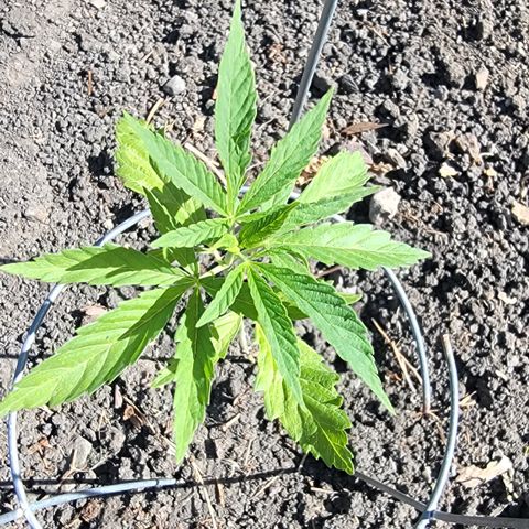 004: "Mike #1 (Left Seed)" growlog timeline photo