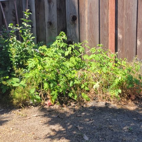 005: "Azul" growlog photo: Surrounding Plants need to be trimmed