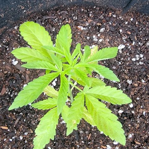 007: "Hella Jelly P5 #1" or AZUL?? growlog photo: Transplanted into 7gal grow bag