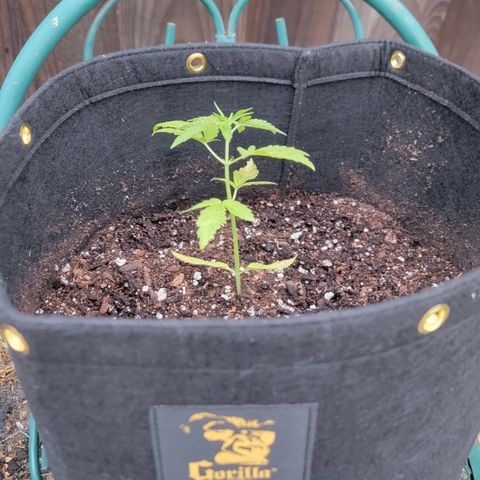 007: "Hella Jelly P5 #1" or AZUL?? growlog photo: Transplanted into 7gal grow bag