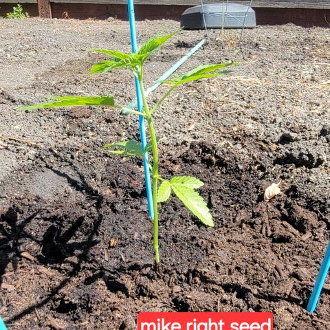 003: "Mike #2 (Right seed)  growlog timeline photo