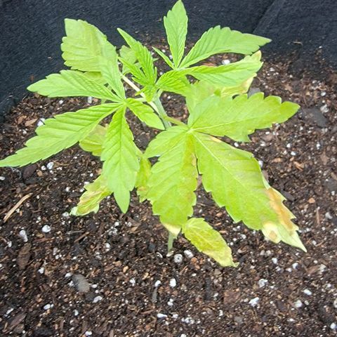008: "Hella Jelly P5 #2"  growlog photo: Transplanted into 7gal grow bag