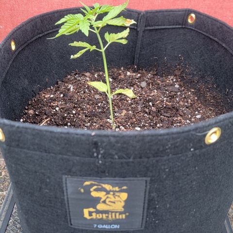 008: "Hella Jelly P5 #2"  growlog photo: Transplanted into 7gal grow bag