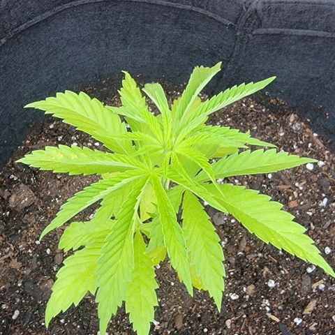 009: "OG Hella Jelly #1" growlog photo: Transplanted into 7gal grow bag