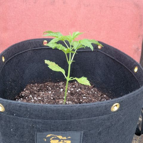 010: "OG Hella Jelly #2" growlog photo: Transplanted into 7gal grow bag