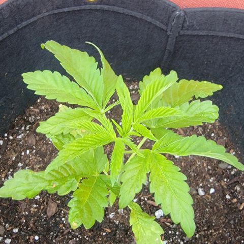 010: "OG Hella Jelly #2" growlog photo: Transplanted into 7gal grow bag