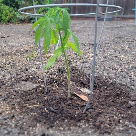 001: "Who Knows" growlog timeline photo