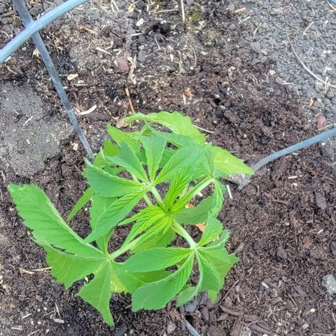 001: "Who Knows" growlog timeline photo