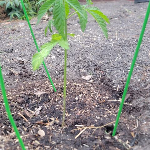 002: "Raul" growlog timeline photo