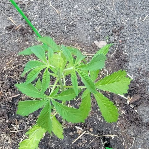 002: "Raul" growlog timeline photo