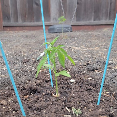 003: "Mike #2 (Right seed)  growlog timeline photo
