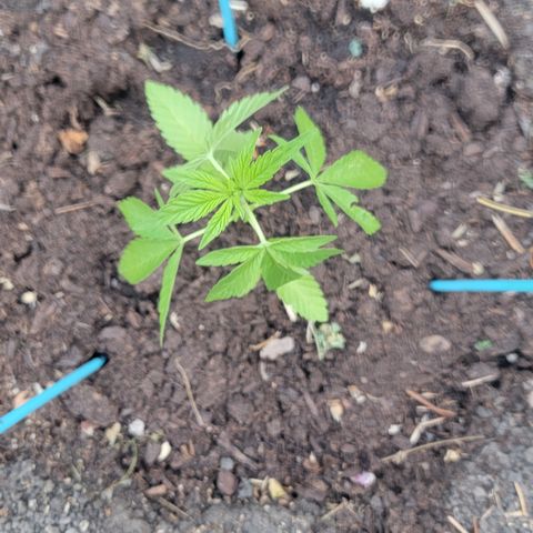 003: "Mike #2 (Right seed)  growlog timeline photo