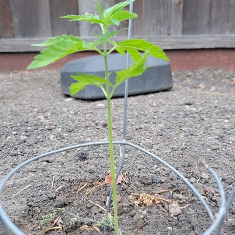 004: "Mike #1 (Left Seed)" growlog timeline photo