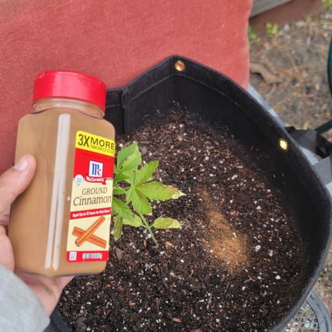009: "OG Hella Jelly #1" growlog photo: Added some cinnamon for pest control