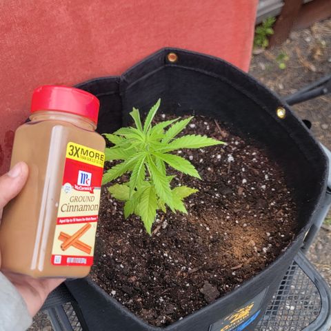 009: "OG Hella Jelly #1" growlog photo: Added some cinnamon for pest control
