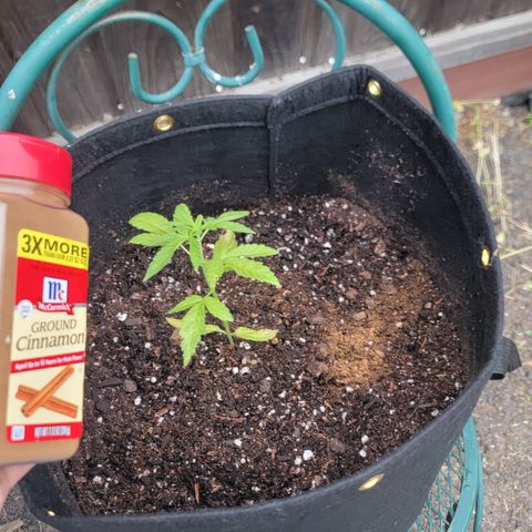 009: "OG Hella Jelly #1" growlog photo: Added some cinnamon for pest control