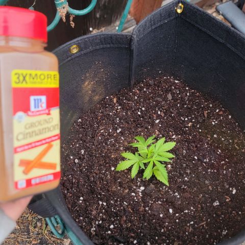 009: "OG Hella Jelly #1" growlog photo: Added some cinnamon for pest control