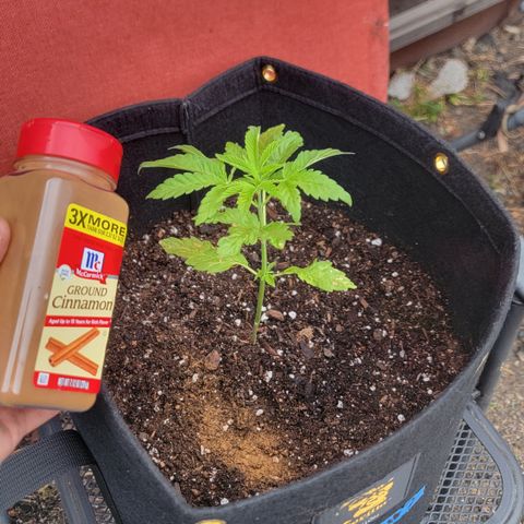 009: "OG Hella Jelly #1" growlog photo: Added some cinnamon for pest control