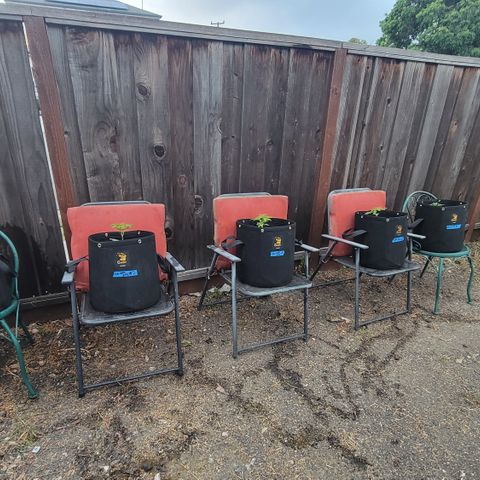 009: "OG Hella Jelly #1" growlog photo: Bags set onto chairs to use as risers