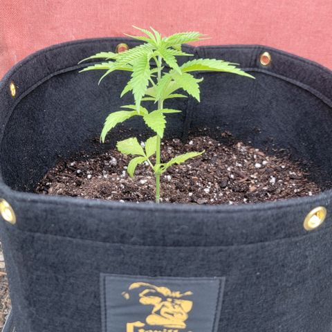 009: "OG Hella Jelly #1" growlog timeline photo