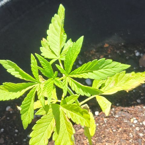 010: "OG Hella Jelly #2" growlog photo: Leaves are yellowing/burning 