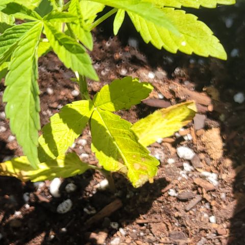 010: "OG Hella Jelly #2" growlog photo: Leaves are yellowing/burning 
